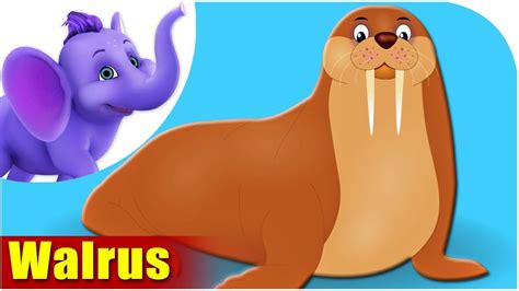 walrus animal song